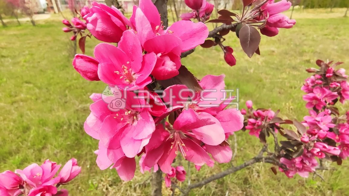 돌사과,꽃사과,사과꽃,꽃사과나무,벚잎꽃사과나무,malusfloribunda,plant,식물,blossom,flower,꽃,petal,꽃잎