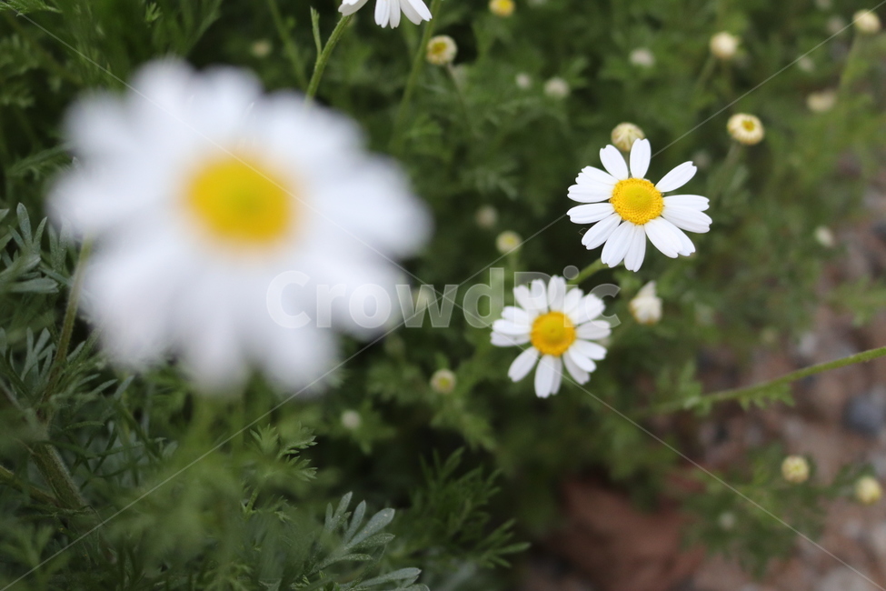 데이지,flower,식물,plant,blossom,꽃,길가,이름모를꽃,걷다가,마주친꽃,식물,자연,plants,nature,꽃,flower
