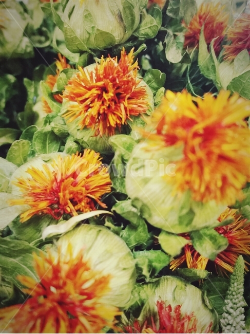 dahlia,flower,plant,식물,blossom,꽃,홍화,열매,주황색,말린꽃,드라이플라워,dryflower,꽃,flower