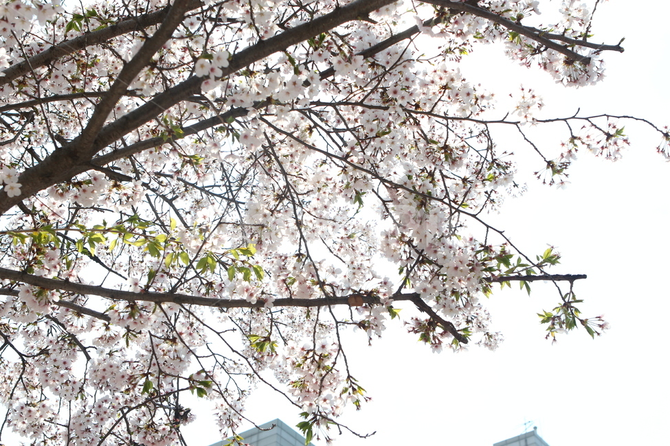 벚꽃,꽃,flower,봄꽃,cherryblossom,벚나무