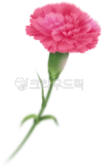 Carnation,Parents' Day,Teachers' Day,Gratitude,Flower,Flower Painting,Gratitude Flower,Family Month