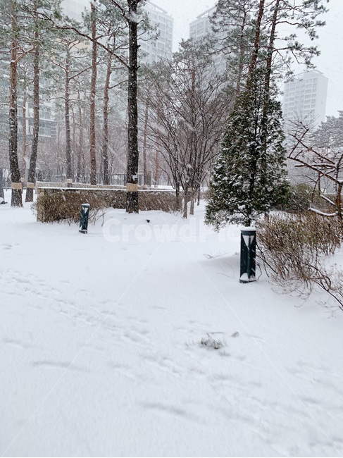 nature,눈,겨울,snow,winter
