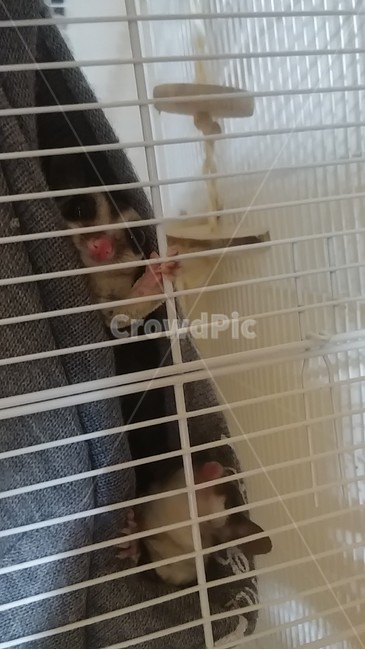 다람쥐,슈가글라이더,슈가,하늘다람쥐,귀여움,동물,animal,포유류,mammal