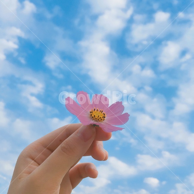 가을,코스모스,꽃,하늘,감성