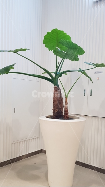 화분,식물,실내인테리어,연두,관상용,초록,흰화분,줄기,모양
