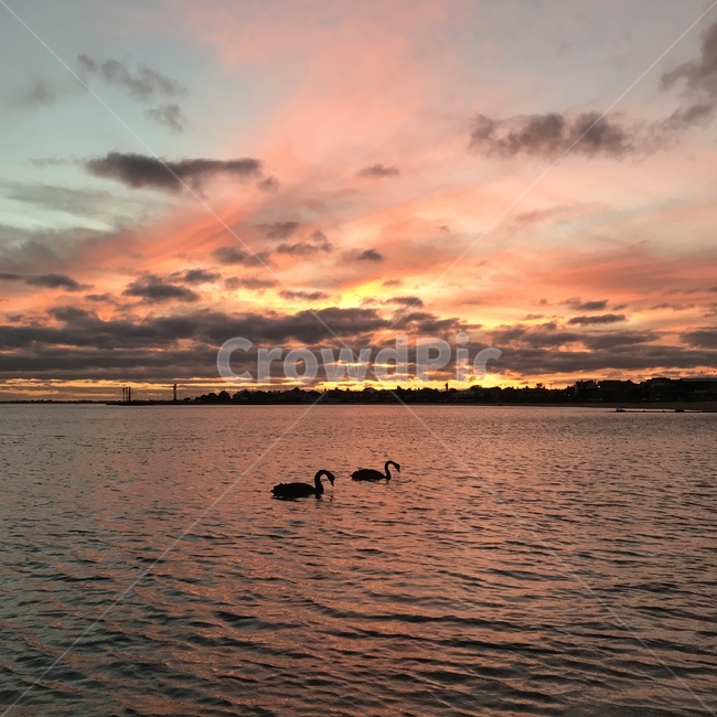 nature,자연,outdoors,옥외,dawn,새벽,sunset,일몰,redsky,붉은하늘,sky,하늘,dusk,황혼,water,물,바다,해변,백조,스완,블랙스완,감성사진,구름