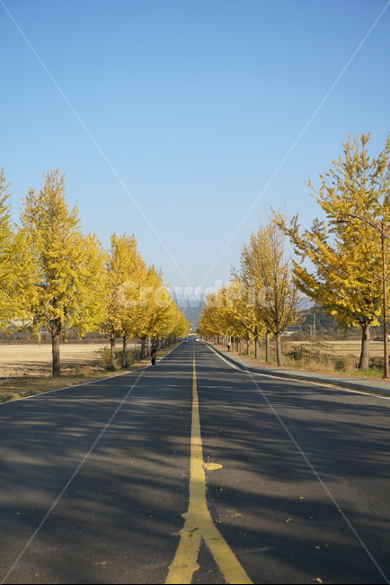 경주,통일전,단풍나무,은행나무,단풍,가을,드라이브