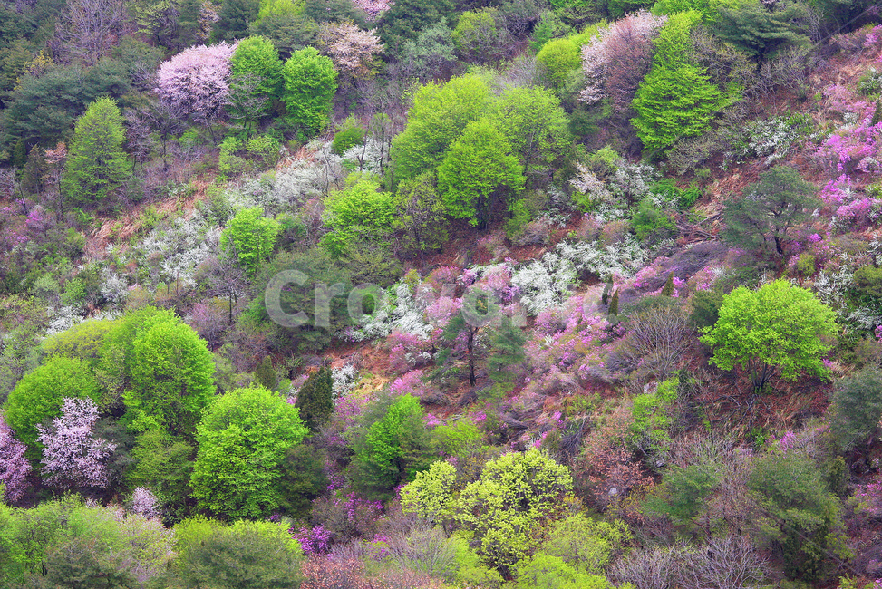진달래,신록,사월,봄꽃,봄빛,고려산,봄,계절,spring,season,slope,경사,tree,나무,plant,식물,outdoors,옥외