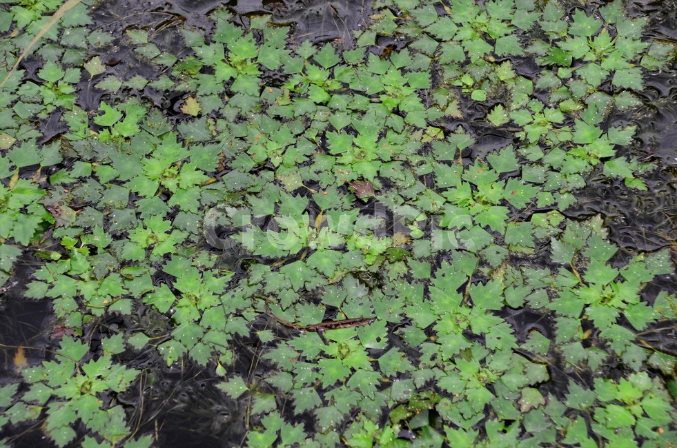 애기마름군락,희소식물,마름류,수생식물,물풀,식물,자연,plants,nature