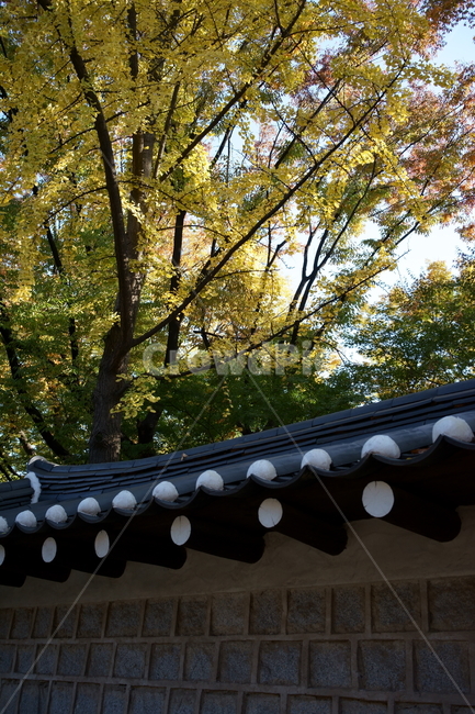 가을,궁궐,낙엽,기와,전통,단풍,koreatraditional,koreapalace,autumn,koreaautumn,autumnleaves,nature,colorful