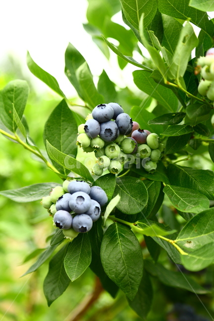 블루베리,베리,과일,나무,식품,농장,과수원,묘목,과수,blueberry,berry,fruit,tree,food,farm,orchard,seedling,fruittree,식물,자연,plants,nature,과일,열매,fruit