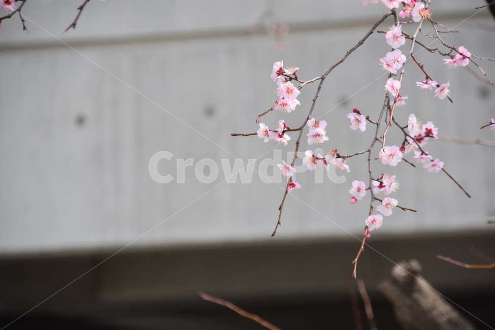식물,plant,벛꽃,건물,꽃
