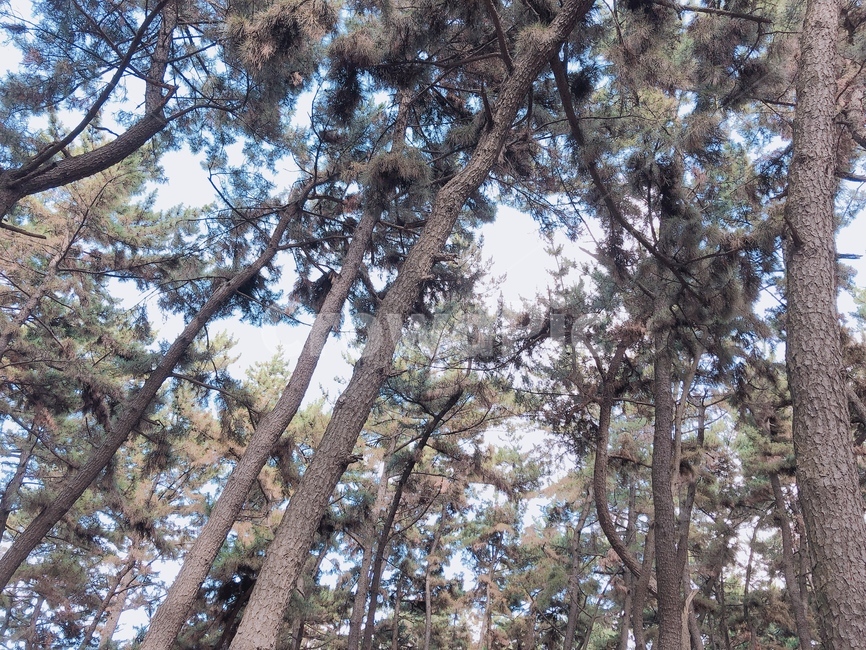 소나무,공원,산책,침엽수,나무,식물,tree,나무줄기,식물,자연,plants,nature,나무,trees,wood