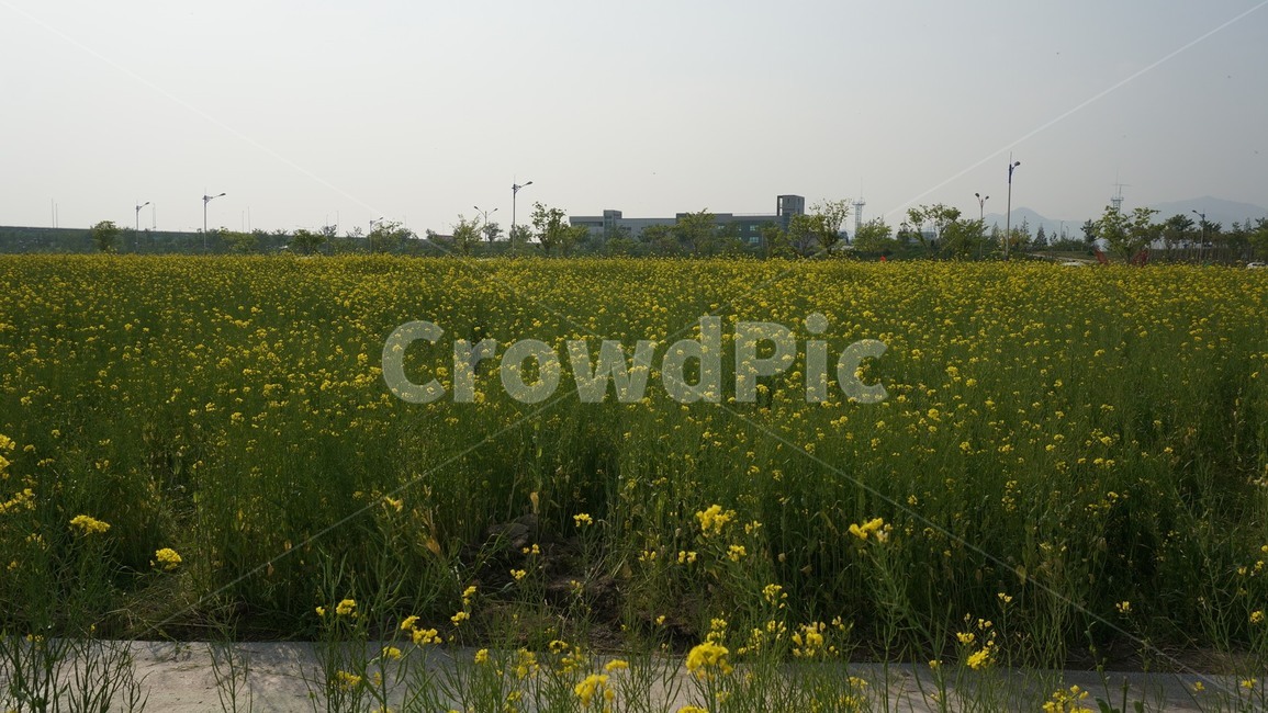 유채꽃,유채,유채꽃밭,꽃밭,봄,식물,자연,plants,nature,꽃,flower