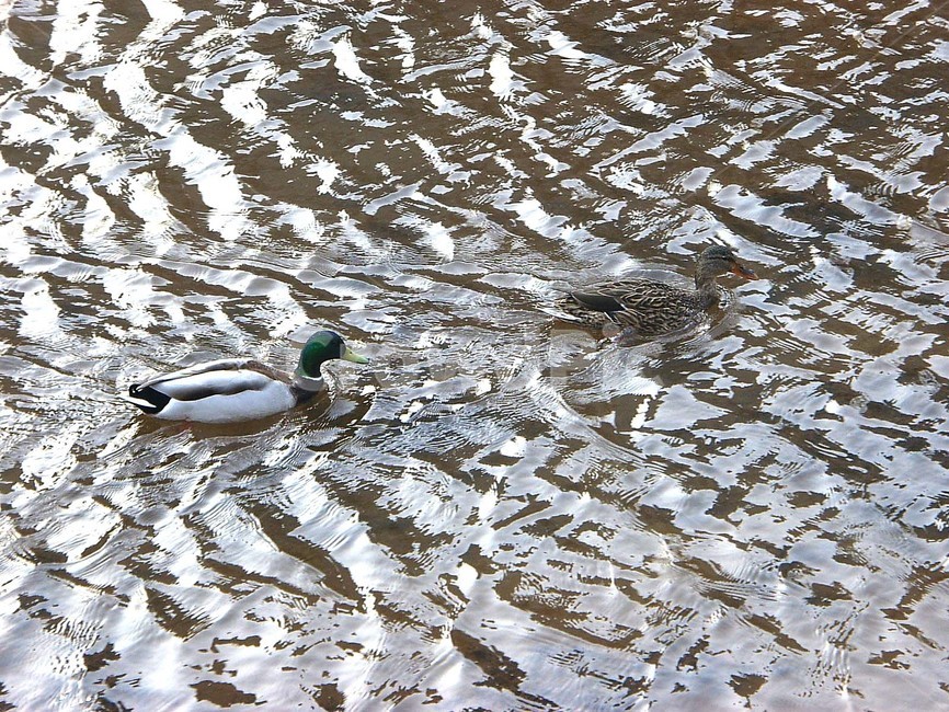 오리,천둥오리,조류,동물,실개천,동물,animal,조류,새,birds