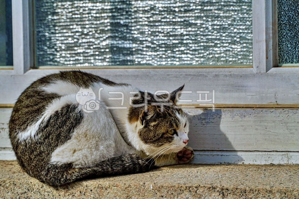 고양이,길고양이,유기묘,동물,animal,cat,alleycat,포유류,애완동물,mammal,pet,창문,창틀,window,windowsill,windowframes,windowledge,코숏,코리안숏헤어,코리안쇼트헤어,동물,animal,포유류,mammal,고양이,cat,kitten,kitty