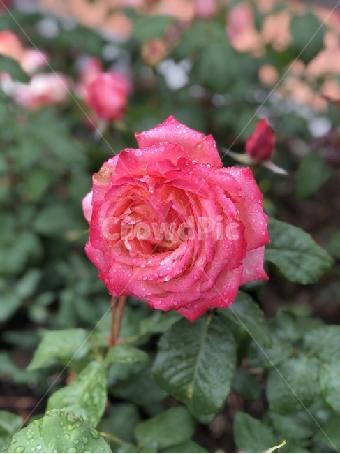 장미,꽃,장미꽃,식물,아웃포커싱,풍경,풍경사진,봄,계절,spring,season,식물,자연,plants,nature,꽃,flower,rose,plant,blossom