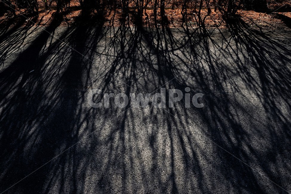 겨울,나무,그림자,역광,아스팔트,쓸쓸함,lonely,solitary,lonesome,melancholy,asphalt,winter,shadow,dark,어두움,서글품,sorrow,무거운마음