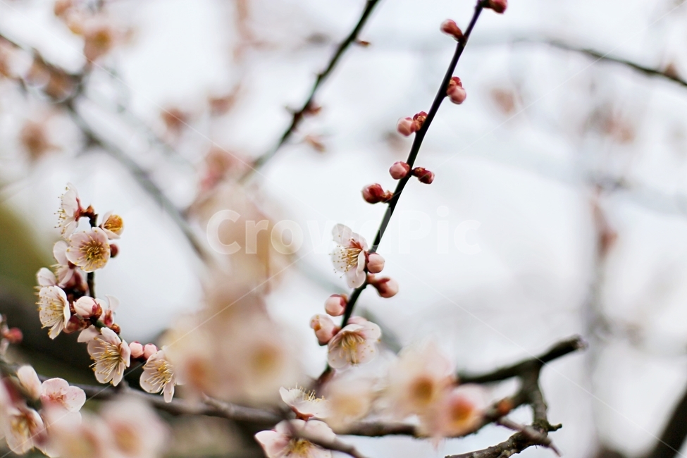 매화마을,매화꽃,매화,매화축제,하동,hadong,flower,꽃,봄,계절,spring,season,식물,자연,plants,nature,꽃,flower,plant,blossom