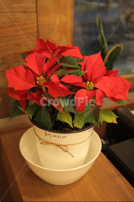 포인세티아,poinsettia,크리스마스꽃,크리스마스화분,꽃,성탄절꽃,겨울꽃,화분,크리스마스리스,빨간꽃