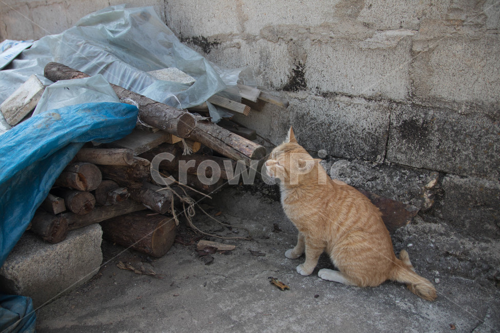시골고양이,고양이,코리아숏헤어,치즈코숏,cat,시골,반려동물,노란고양이,animalcompanion,animal,길고양이,마당고양이