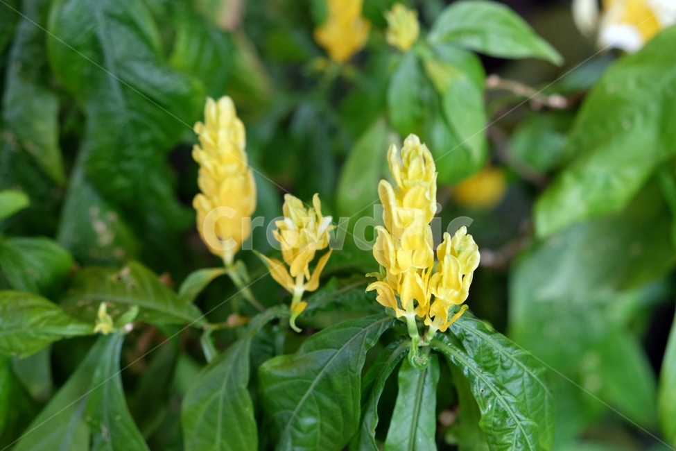 꽃,꽃잎,식물,flower,봄,봄,계절,spring,season,식물,자연,plants,nature,꽃,flower,plant,vase,병 장식,potted plant,화분,pottery,도기류,jar,항아리,vegetation,초목