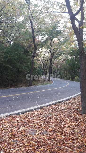 가을,단풍,나무,하늘,아름다움,가을,계절,fall,autumn,season,road,도로,asphalt,아스팔트,freeway,고속 도로