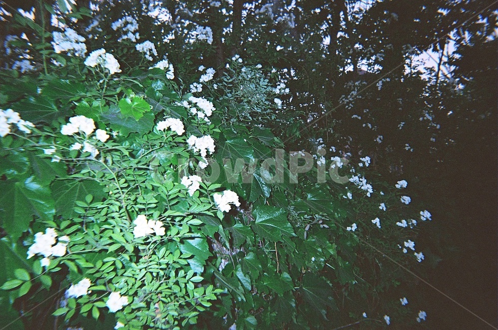 꽃,flower,자연,하얀꽃,whiteflower