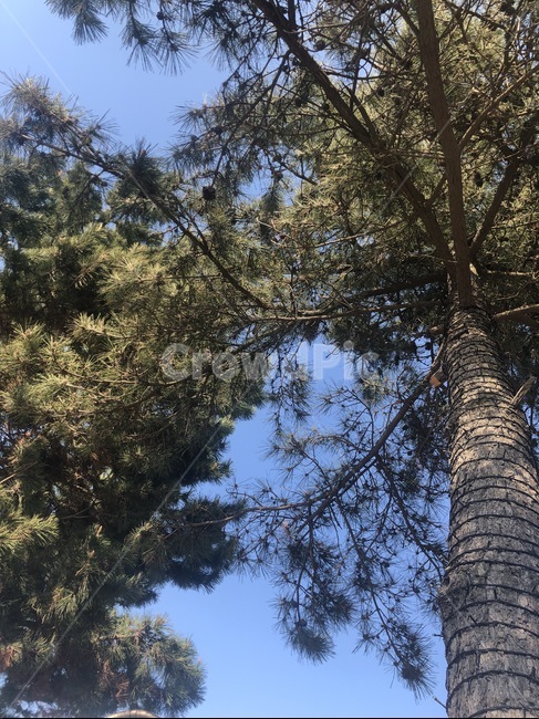 소나무,나무,하늘,나무가지,초록색,추억,감성사진,tree