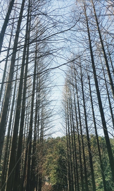메타세콰이어,숲,나무,자연,길,산책길,자연,풍경,nature,landscape,tree,plant,식물