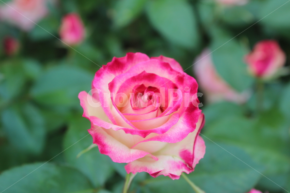 장미,핑크,꽃,사랑,장미꽃,핑크장미꽃