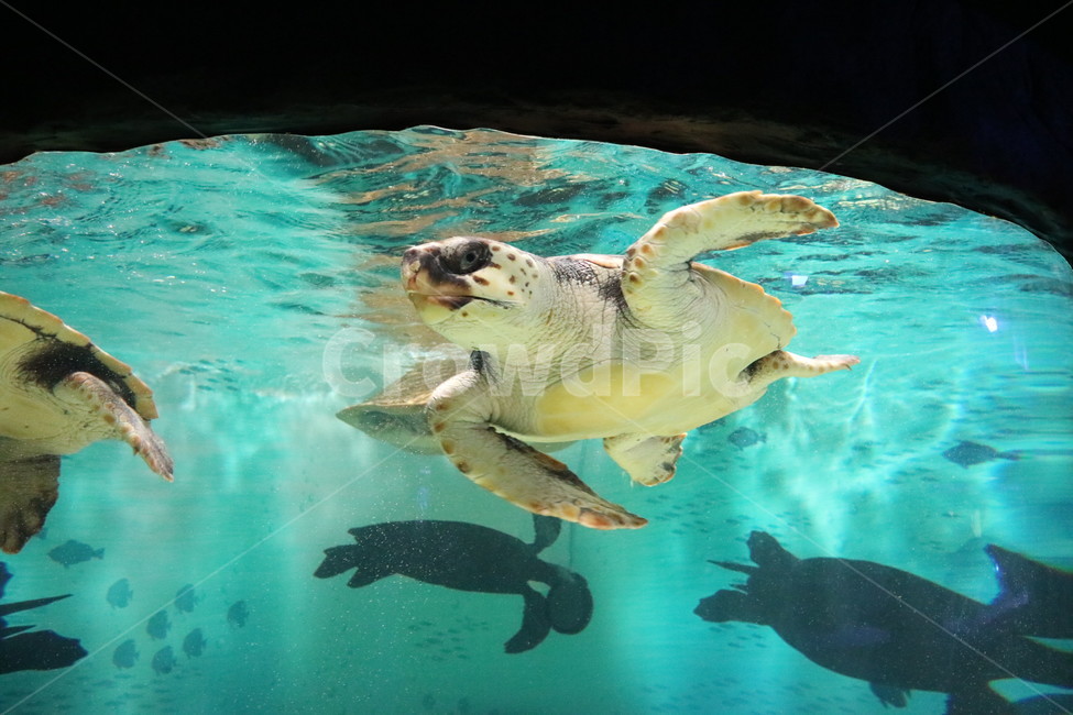거북이,동물,animal,turtle,아쿠아리움,여수,아쿠아플라넷,동물,animal,파충류,양서류,reptile,amphibian