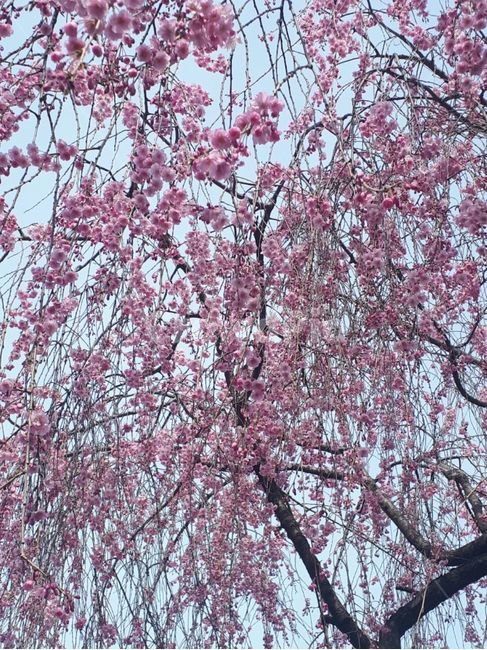 벚꽃,자연,나무,하늘,꽃,봄,계절,spring,season,식물,자연,plants,nature,꽃,flower,plant,blossom,cherry blossom