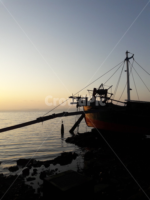 보트,boat,물,배,새,바다,sea,일출,sunlight