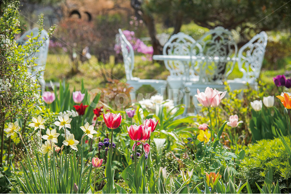 꽃밭,봄꽃,알록달록,봄,정원,가든,가드닝,식물,garden,gardening,flower,spring,식물,자연,plants,nature,꽃,flower