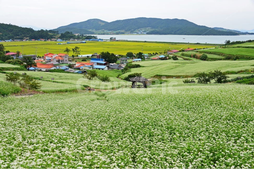 장흥,선학동마을,메밀꽃,이청준,선학동나그네,임권택감독,천년학,field,들,nature,자연,outdoors,옥외,farm,농장,rural,농촌,득량만,시골,마을,풍경,landscape,country,rural,town