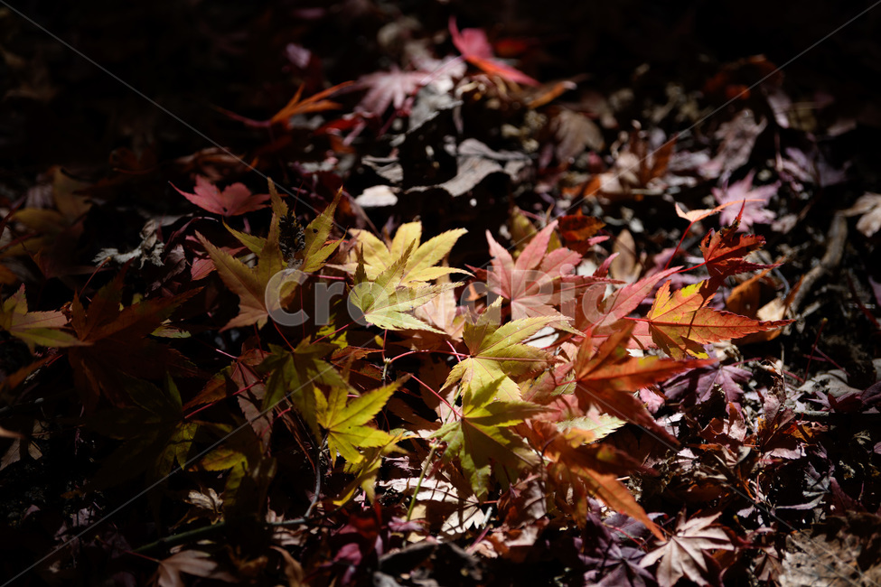 가을,붉은,단풍,나뭇잎,쓸쓸함,빛,계절,가을,계절,fall,autumn,season,leaf,잎,plant,식물,tree,나무