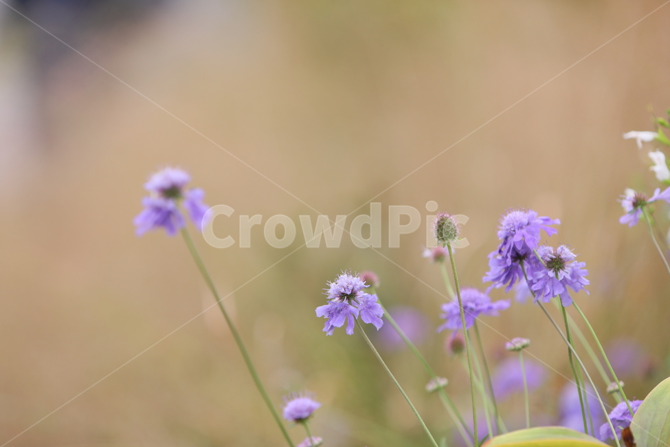 꽃,가을꽃,꽃무리,보라색,야생화,식물,자연,plants,nature,꽃,flower
