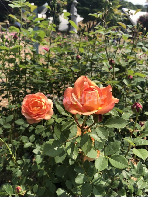 장미,꽃,자연,공원,장미꽃