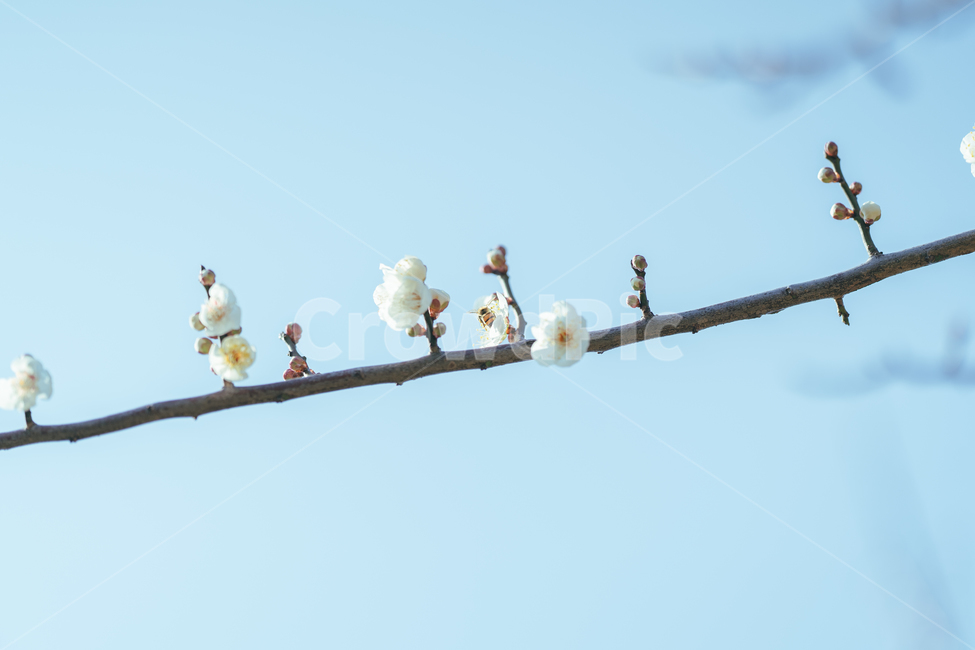 매화,매화꽃,꽃,자연,nature,봄,봄꽃