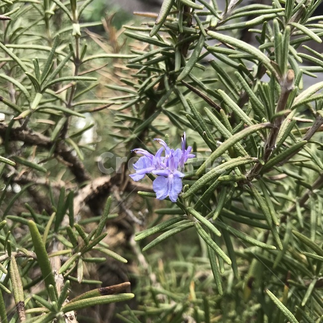 로즈마리,허브,꽃향기,향기,보라색꽃,로즈마리꽃,rosemary,hub,floweryscent,herbflower,plant,식물
