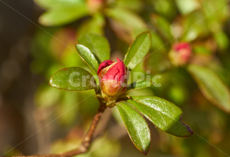꽃,봄,철쭉,꽃봉오리,접사,햇살,flower,spring,bud,macro,sunset,vivid