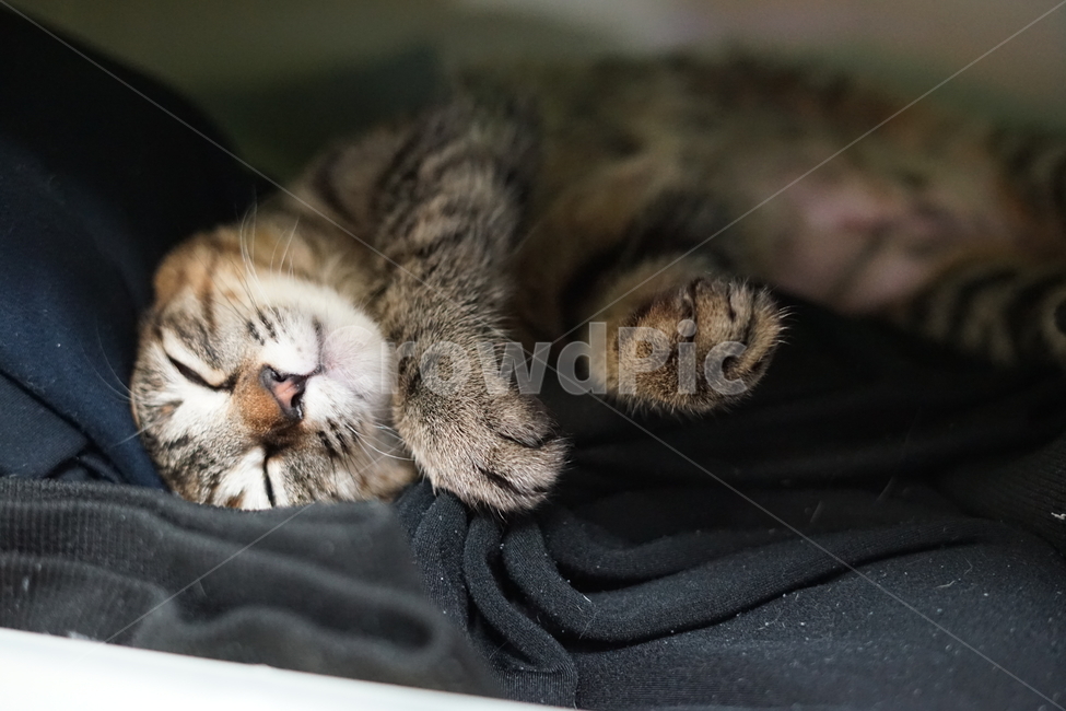 고양이,반려동물,동물,cat,pet,love,가족,family,동물,animal,포유류,mammal,고양이,cat,kitten,kitty