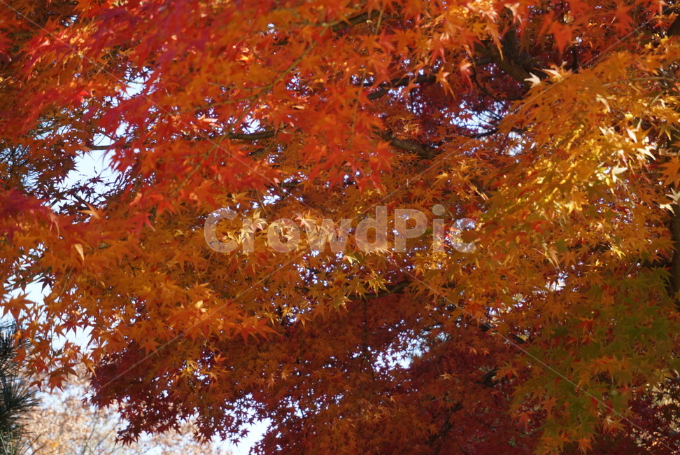 단풍,maple,나무,tree,잎,가을,계절,fall,autumn,season,leaf,plant,식물