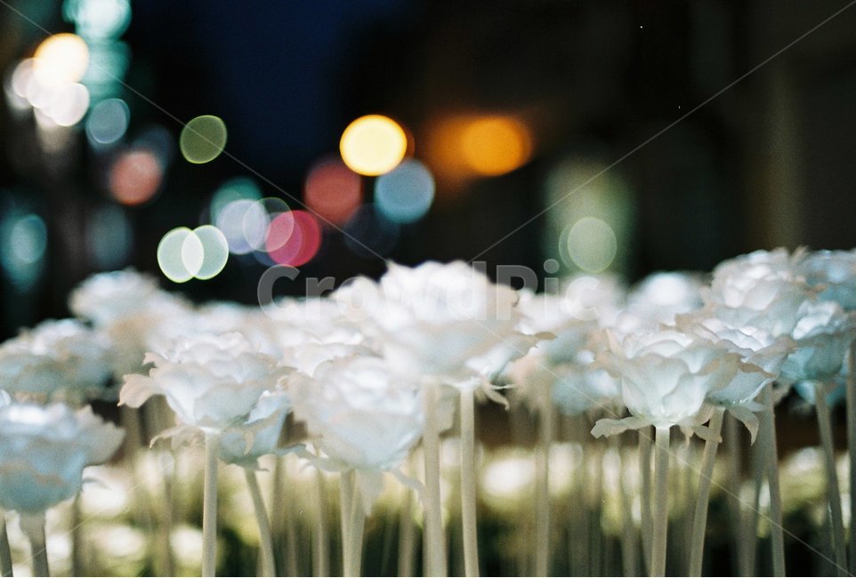 보케,led,조명,야경,장미,필름,필음사진,감성,감성사진,야경,밤,풍경,nightscape,night,landscape,감성,sensible,feeling,plant,식물,confectionery,과자,food,음식,sweets