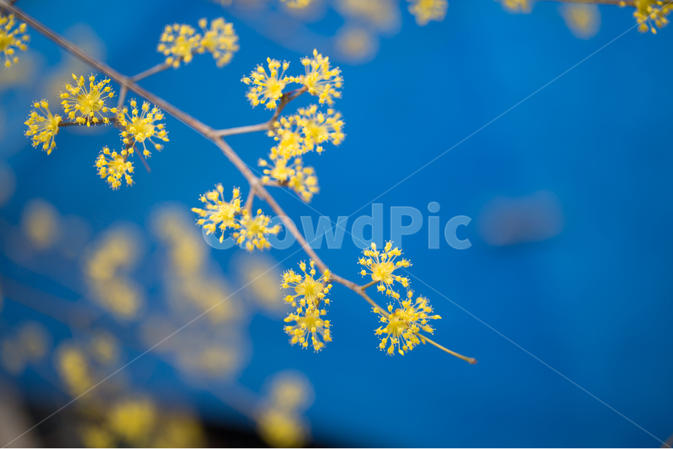 plant,식물,산수유,산수유꽃,노랑색,3월,꽃,식물,자연,plants,nature,꽃,flower