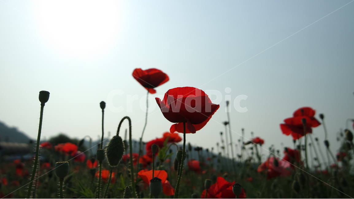 양귀비,양귀비꽃,꽃축제,꽃,꽃사진,식물,자연,plants,nature,꽃,flower