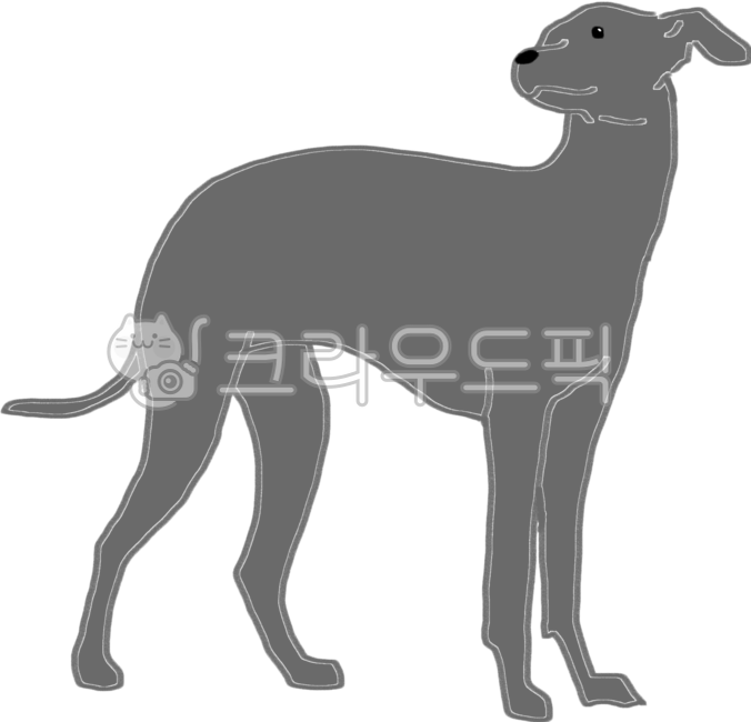 afghan hound,animal,dog,Italian Greyhound