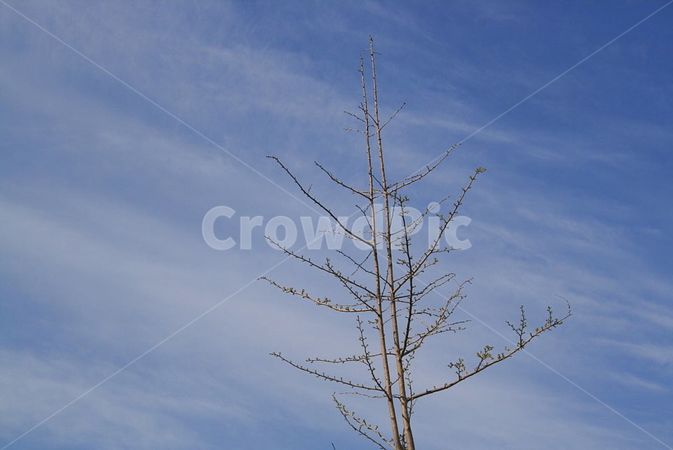 하늘,나무,여름,sky,tree,싱그러운,풍경,감성,자연,계절,구름