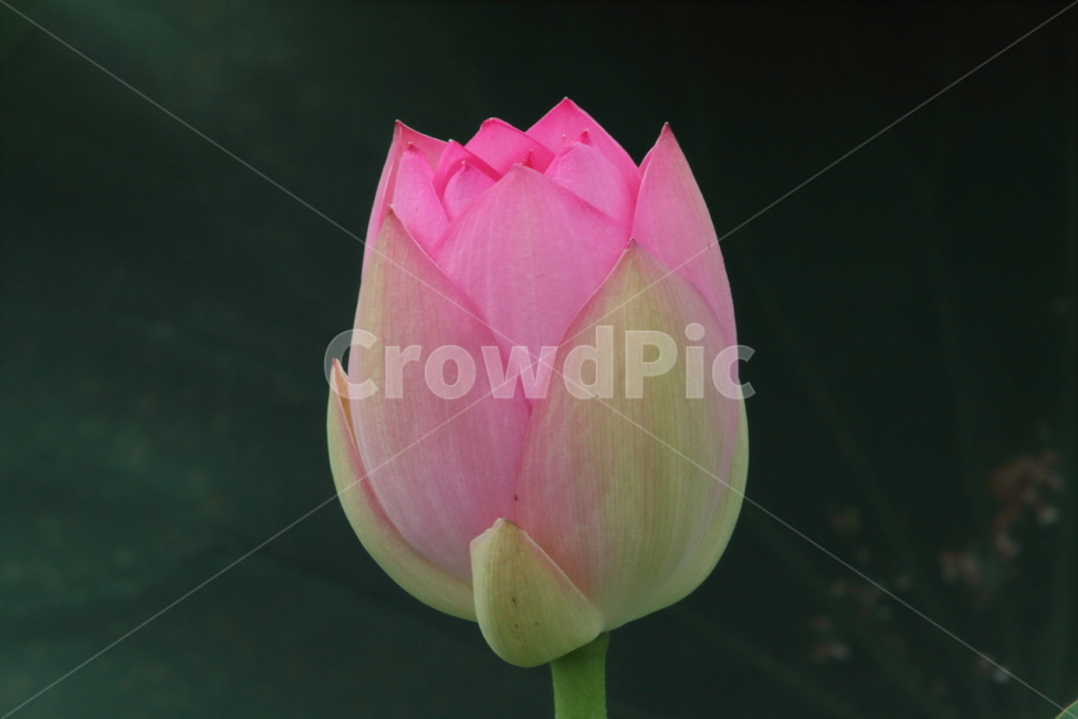 연,연꽃,꽃,식물,lotus,식물,자연,plants,nature,꽃,flower